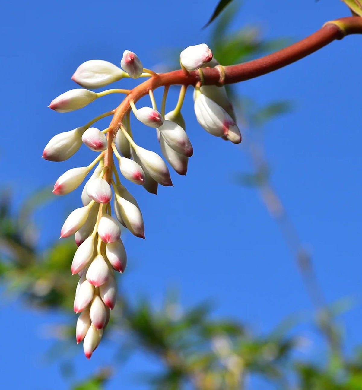 【Komonsエッセンシャルオイル】 沖縄月桃ブレンド