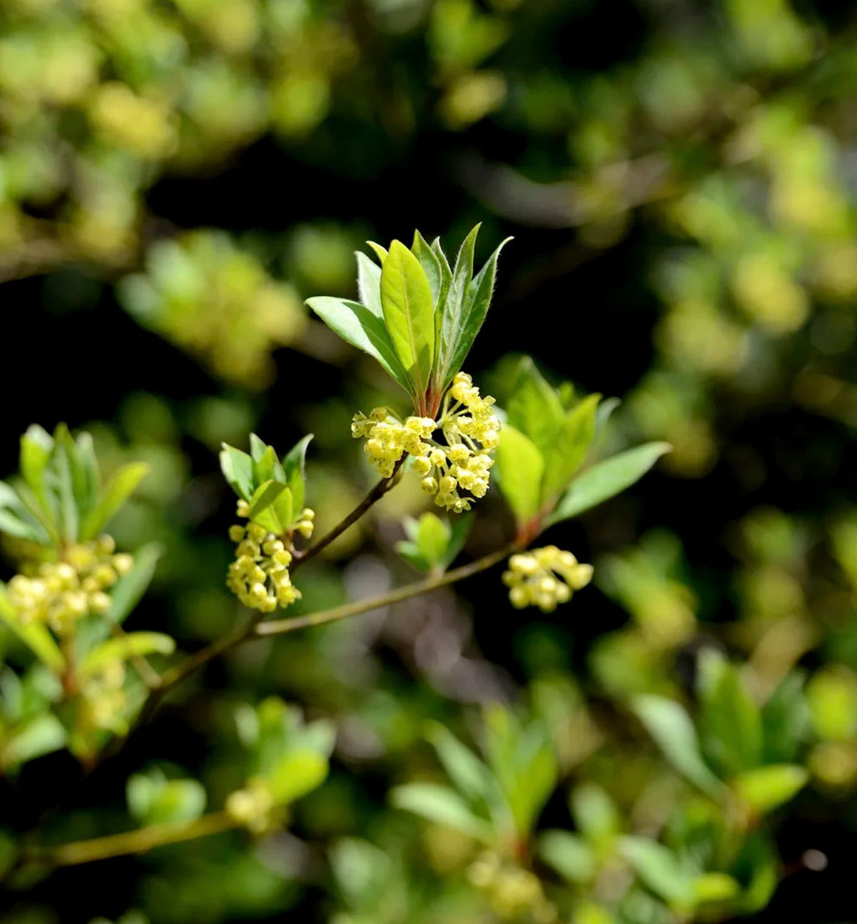 【Komonsエッセンシャルオイル】 青森クロモジブレンド