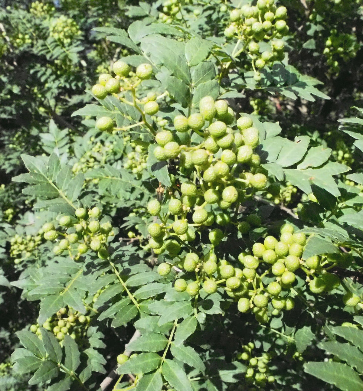 【Komonsエッセンシャルオイル】和歌山山椒ブレンド