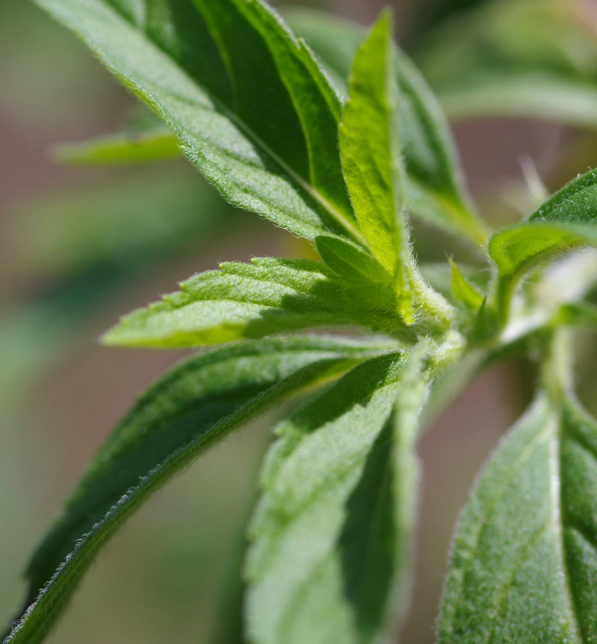 【除菌用ファブリックミスト】2022 Summer "北海道・和ハッカ" / Free as a Bird