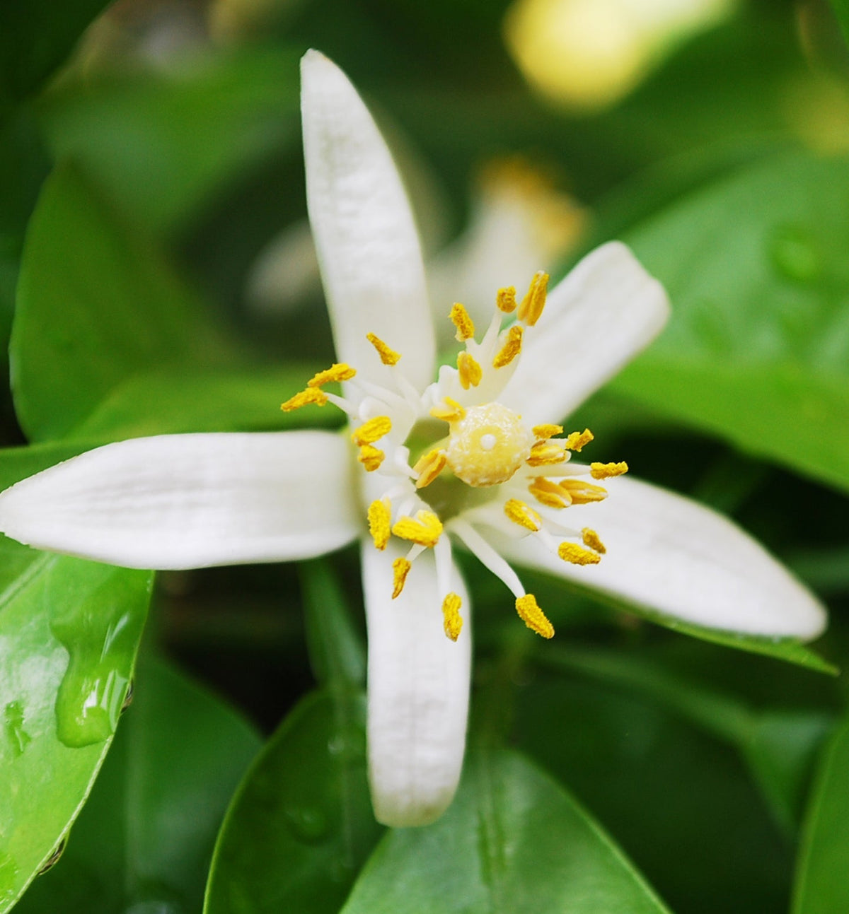 【Komonsエッセンシャルオイル】瀬戸内ネロリブレンド